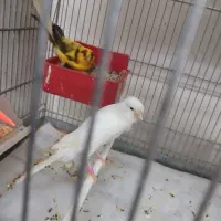 قناری نر ماده بلند