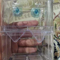 زایشگاه ماهی گوپی|ماهی|گرگان, |دیوار