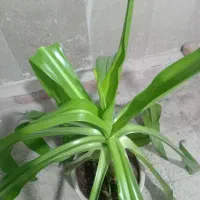 گل ذرتی|گل و گیاه طبیعی|شیراز, مسلم|دیوار
