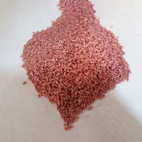 گندم بذر هشترود