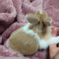 بچه خرگوش و خرگوش نر و ماده|موش و خرگوش|سیاهکل, |دیوار