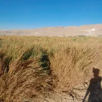 جارو