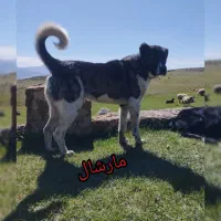 سگ سرابی|سگ|اردبیل, |دیوار