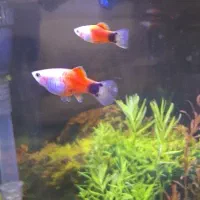 ماهی پلاتی میکی موس