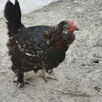 مرغ تخمگذار
