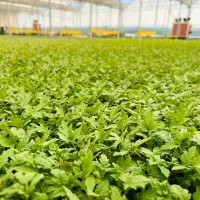 نشا گوجه فلفل بادمجان|خدمات باغبانی و درختکاری|جم, |دیوار