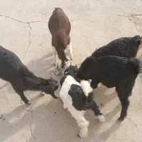 فروش4کهره نر ویک کهره ماده گله ای داشتی خوش خوراک|حیوانات مزرعه|بهبهان, |دیوار