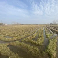 فروش زمین کشاوزی (شالیزار)