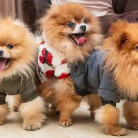 سگ پامرانین خرسی