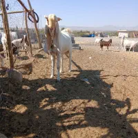 نری گلابی فروشی|حیوانات مزرعه|صوغان, |دیوار