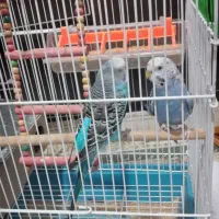 دوعدد مرغ عشق موعد صاحب جوجه