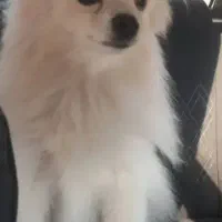 نیازمند پامر روباهی و شیتزو کراس ماده سر حال