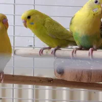 پرنده تزیینی