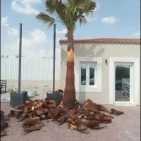 نخل
