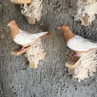 کبوتر سینه زرد همه چی تموم|پرنده|زنجان, |دیوار