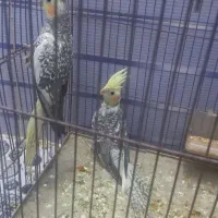 عروس پاریس یا هلندی|پرنده|کارون, |دیوار