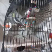 جفت مولد با تخم|پرنده|اصفهان, آبشار|دیوار