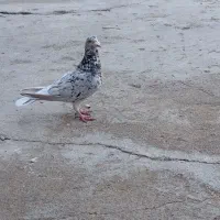 کبوتر نر گلی