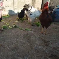 خروس لاری|حیوانات مزرعه|مشهد, ابوذر|دیوار