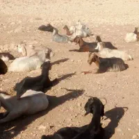 بزوکهره کولار|حیوانات مزرعه|شیراز, حسن آباد|دیوار