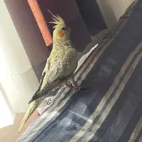 عروس هلندی ۶ماهه گل باقالی