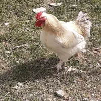 خروس برهما