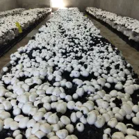 پرورش قارچ باکم ترین امکانات/آموزش قارچ