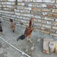 خروس لاری اصیل جوان|حیوانات مزرعه|سراوان, |دیوار