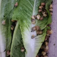 حلزون اچاتینا