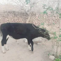 گوساله|حیوانات مزرعه|بیرجند, |دیوار