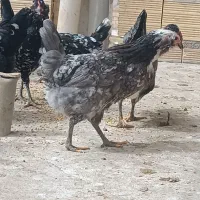 تخم مرغ گلین|حیوانات مزرعه|برخوار, |دیوار