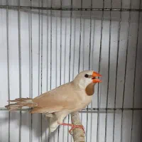 فنچ کرواتی فنچ ستاره ای فنچ بنگالی فنچ گلدین  زبرا|پرنده|کرج, ساسانی (قلمستان)|دیوار