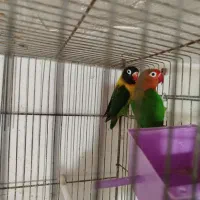 یک جفت طوطی برزیلی رنگ خاص بدون قفس