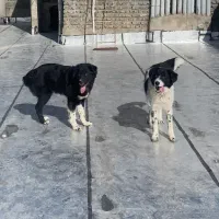 سگ قهدریجانی