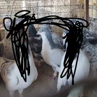 ساده امری دم کلاغ باخت دادم ساده