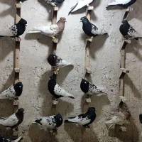 رنگی سینه کله