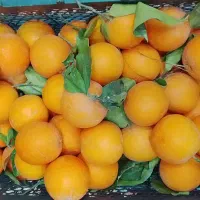 پرتقال دزفول تازه چیده