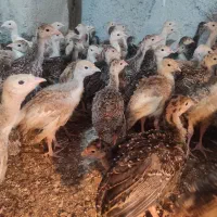 بوقلمون برنز و بوربون|حیوانات مزرعه|تهران, آهنگ|دیوار