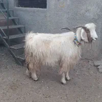 فروشی|حیوانات مزرعه|کوهدشت, |دیوار