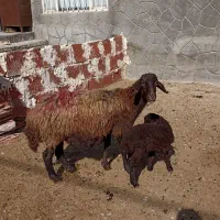 میش بره دار