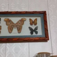 تابلو طبیعی پروانه