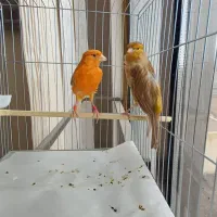 قناری دارچینی و چغندری ماده مست جوان آماده|پرنده|شاهینشهر, شهرک امام علی|دیوار