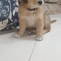 سگ خانگی نژاد گلدمن