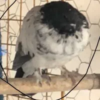 گم شده|حیوانات|رودهن, |دیوار