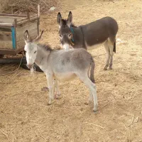 الاغ ماده و نر|حیوانات مزرعه|آبگرم, |دیوار