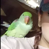 شاه طوطی اسکندر ۶ماهه نر