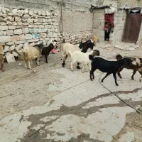 تعدادی بز وبزغاله درجه یک|حیوانات مزرعه|روانسر, |دیوار