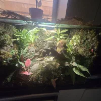 جنگل هوشمند