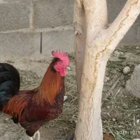 خروس محلی