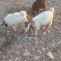 کره دوتا باهم ۸ میلیون